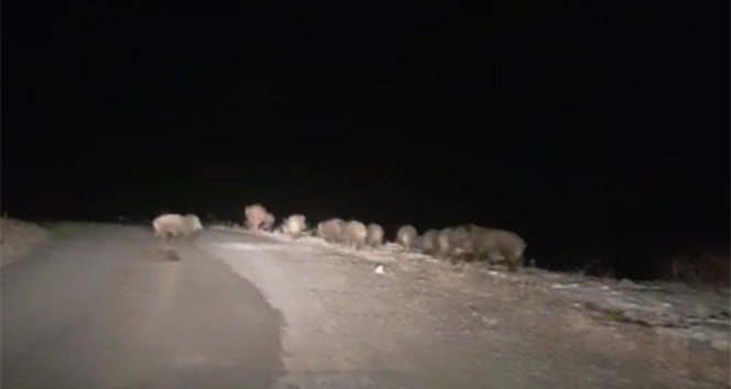 Gece karanlığında karşılarına domuz sürüsü çıktı