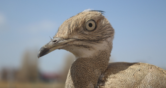 Son 100 yılda sadece iki kez görülen yakalı toy kuşunun tedavisi bitti
