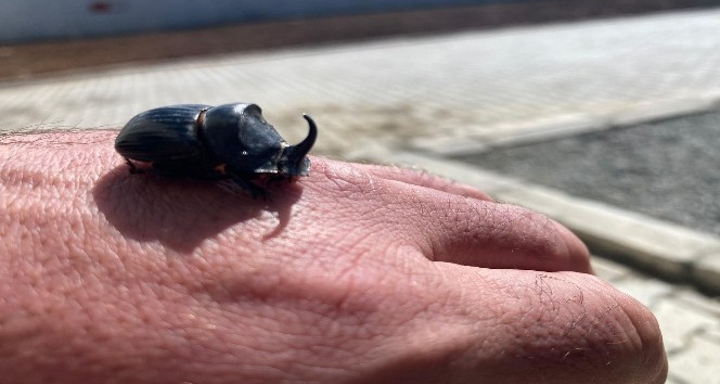 Diyarbakır’da gergedan böceği bulundu