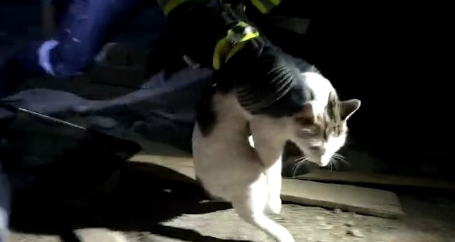 Çatı arasında 4 gündür mahsur kalan kedi kurtarıldı