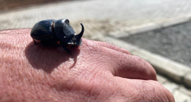 Diyarbakır'da gergedan böceği bulundu