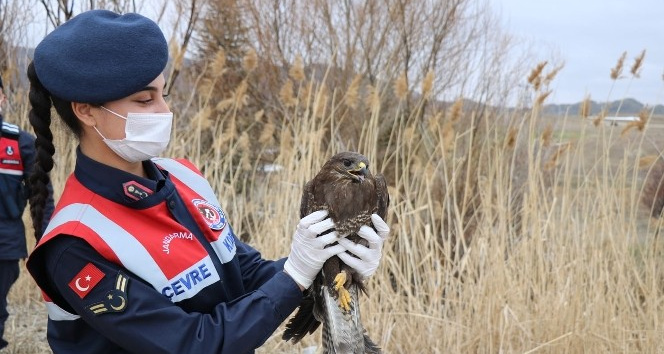 Silahla yaralanan "paçalı şahin" tedavisinin ardından doğaya bırakıldı