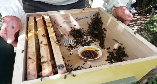 Mevsim şartları ve bilinçsiz besleme arı ölümlerine neden oldu