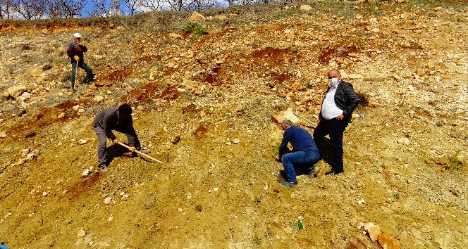Güneyyurt’ta 3 bin çam fidanı toprakla buluşturuldu