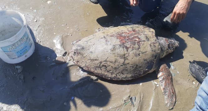 İğnelerin yaraladığı caretta carettayı su altı ekipleri kurtardı