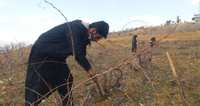 Kahramanmaraş’ta çiftçilerin bağ budama telaşı başladı