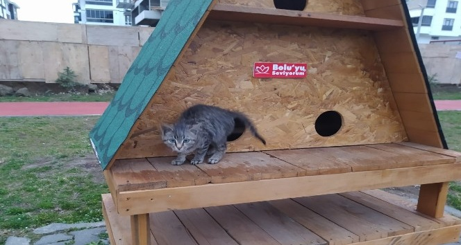 Bolu’da, çöp konteynerine atılan yavru kedi kurtarıldı
