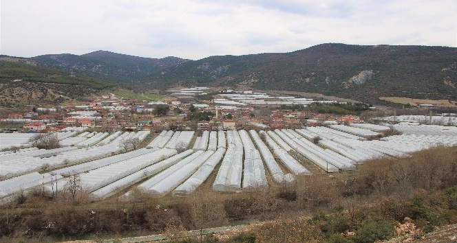 Karadeniz’in sebze üssü Amasya’da domates fideleri toprakla buluştu