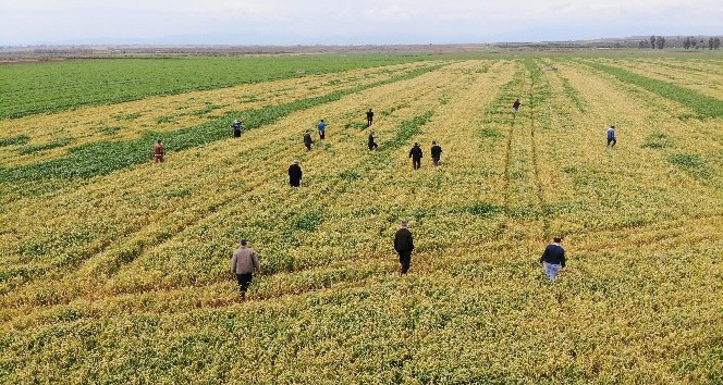 Buğday tarlasına zehir sıkılan çiftçinin bir yıllık emeğini bir gecede sararttılar