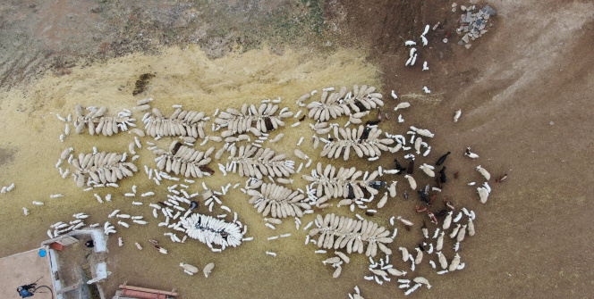 Kuzuların annelerine kavuşma sevinci drone ile görüntülendi