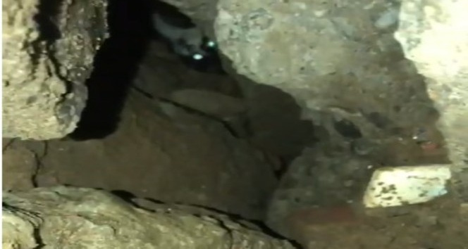 Bingöl’de moloz altında kalan kedi kurtarıldı