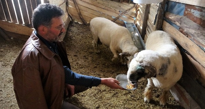 Dev koçlar 90 kiloya ulaştı