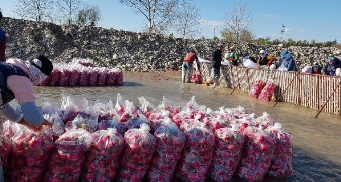 Gizemli hayırsever poşetle getirdiği parayı turp işçilerine dağıttı