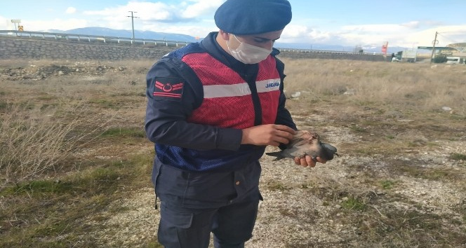 Yaralı güvercini jandarma kurtardı