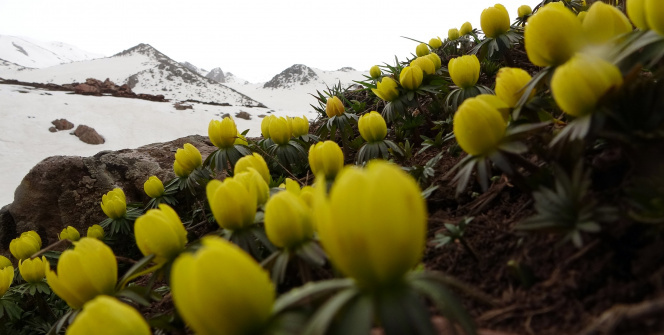 Yüksekova çiğdemlerle renklendi