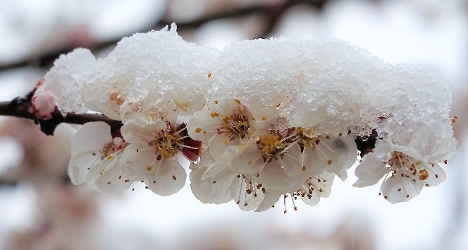 Çiçek açan meyve ağaçları kar altında kaldı