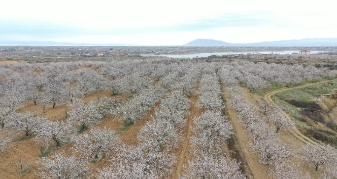 Kayısı bahçelerinde kartpostallık görüntüler