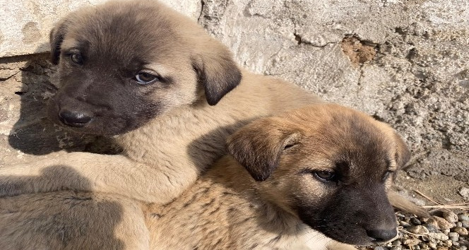 Annesiz kalan yavru köpekler Ağrılı çocukların sevgisiyle hayata tutundu