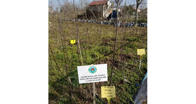 Unutulmaya yüz tutmuş meyveler yeniden yeşeriyor