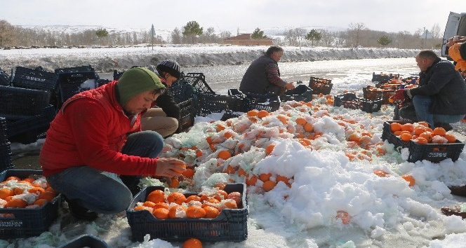 Tonlarca portakal kar içerisinden tek tek toplandı