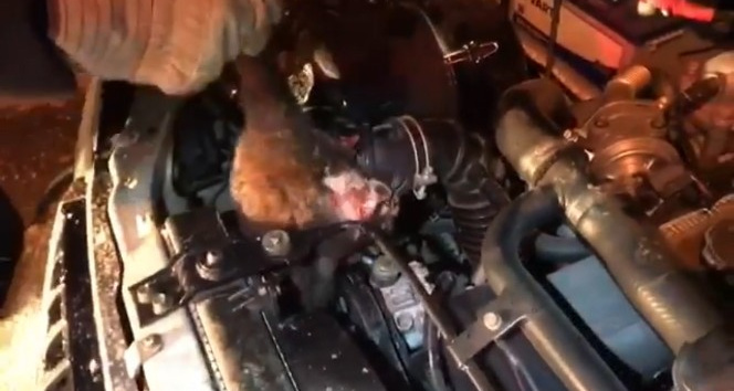 Aracın motor bölümüne sıkışan kedi kurtarıldı