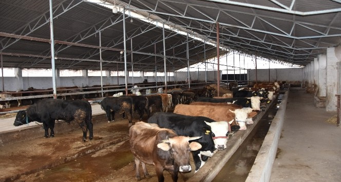Ordu’da ahırlar yenileniyor