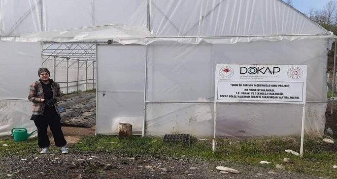 Fatsa’da örtü altı çilek yetiştiriciliği yaygınlaşıyor
