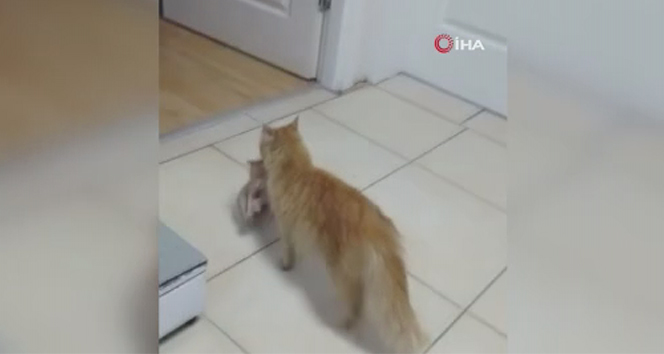 Anne kedi yavrular�n� doktora getirdi