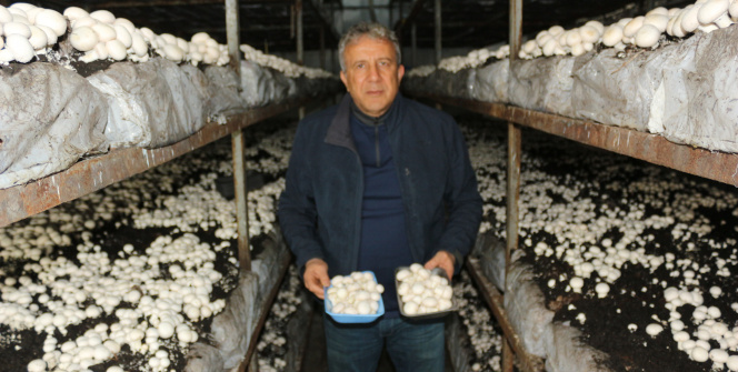Yeşil sahalarda umduğunu bulamayınca dev mantar tesisi kurdu