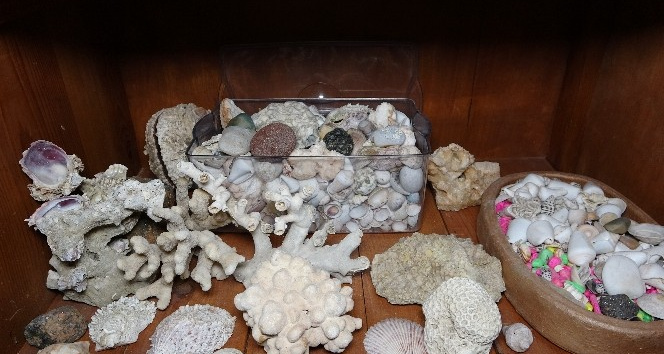 Denizin bulunmadığı Mardin’de, deniz canlılarının binlerce yıllık fosilleri sergileniyor