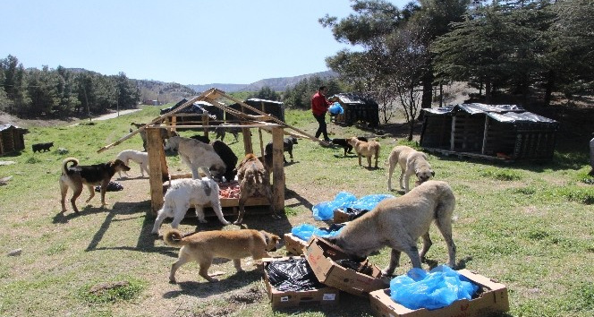 Gönüllü hayvan severler sokak hayvanlarını unutmadı