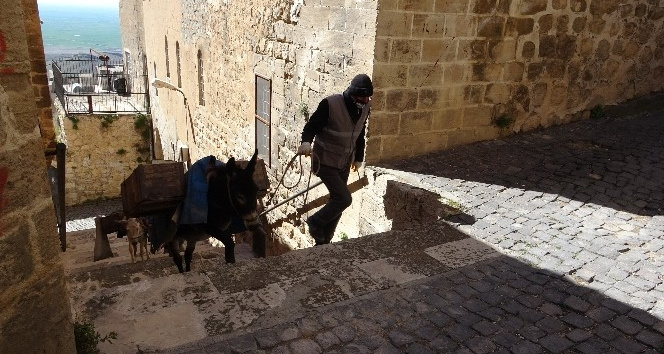 Mardin’in ’kadrolu eşekleri’ iş başında