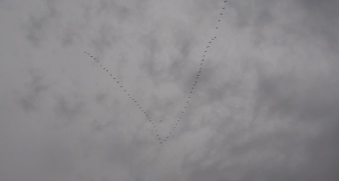 Baharın müjdecisi göçmen kuşların uzun yolculuğu