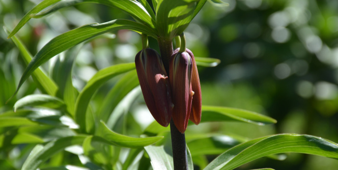 Bu çiçeği koparan bir araç fiyatı kadar ceza ödüyor