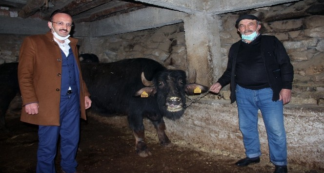 Giresun’da manda yetiştiriciliği yüz güldürüyor