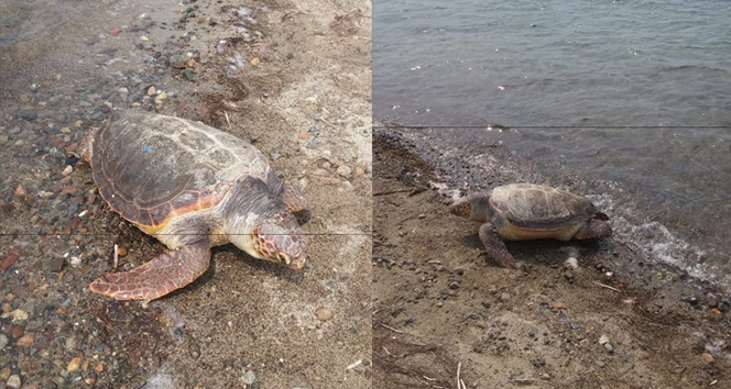 Ayvalık’ta dev caretta caretta kaplumbağa sahile vurdu