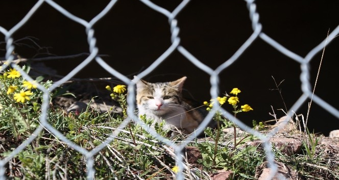 Tel örgülerde mahsur kalan kedi kurtarıldı