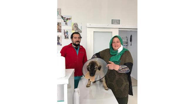 Traktörün çarptığı köpeğin ameliyat masraflarını sigorta şirketi karşıladı