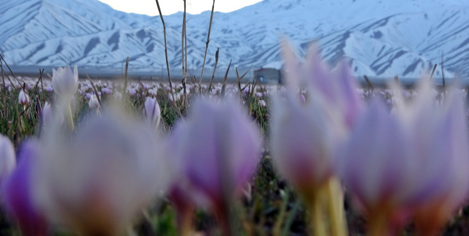 Karlı dağlarla birleşen kardelenler mest etti