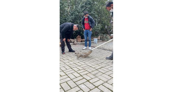 Otomobilin çarptığı kediyi polis kurtardı