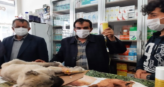 Kulağı ve kuyruğunu kestikleri yavru köpeği ölüme terk ettiler