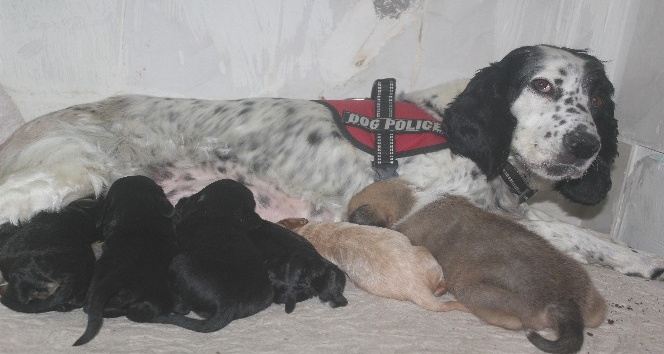 Av köpeği, pitbull cinsi köpeğe anne oldu