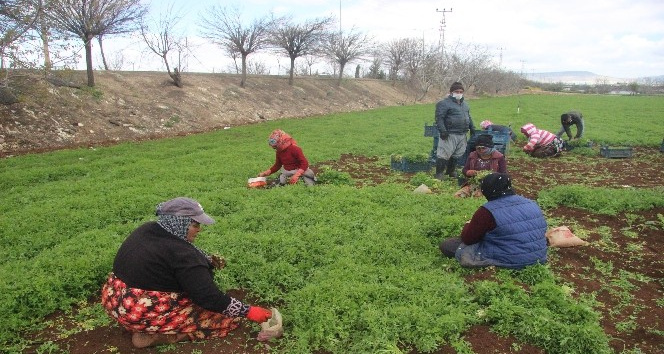 (Özel) Güneydoğu’nun sebzesi Suriye sınırından