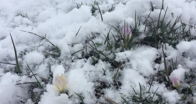 Bingöl Karlıova’da Nisan ayında kar yağışı