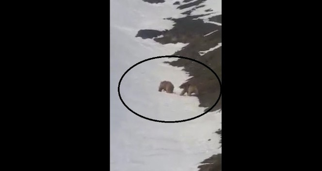 Kış uykusundan uyanarak doğaya çıkan ayılar kameraya yansıdı