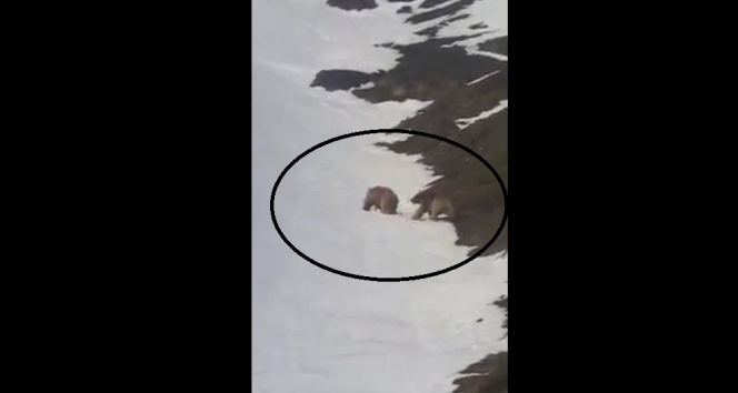 Kış uykusundan uyanarak doğaya çıkan ayılar kameraya yansıdı