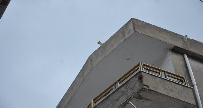 İtfaiyeden 1 saatte 2 kedi operasyonu