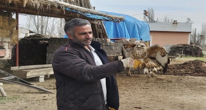 Şahin yırtıcısı tedavi altına alındı