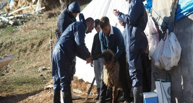 Bitlis’te hayvan hastalıklarına karşı aşılama çalışması