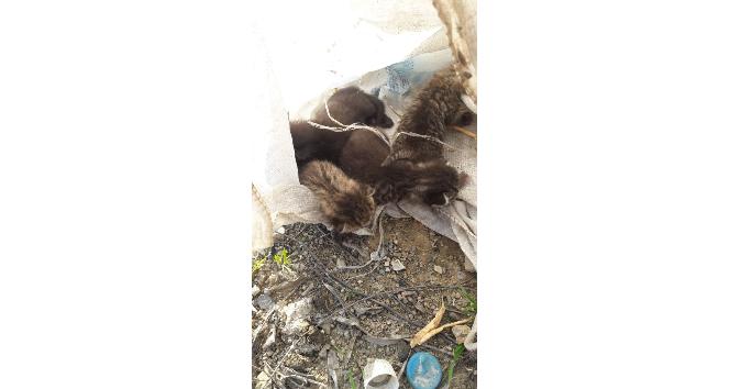 Bursa’da çuvala konulan yavru kediler ölmekten son anda kurtarıldı